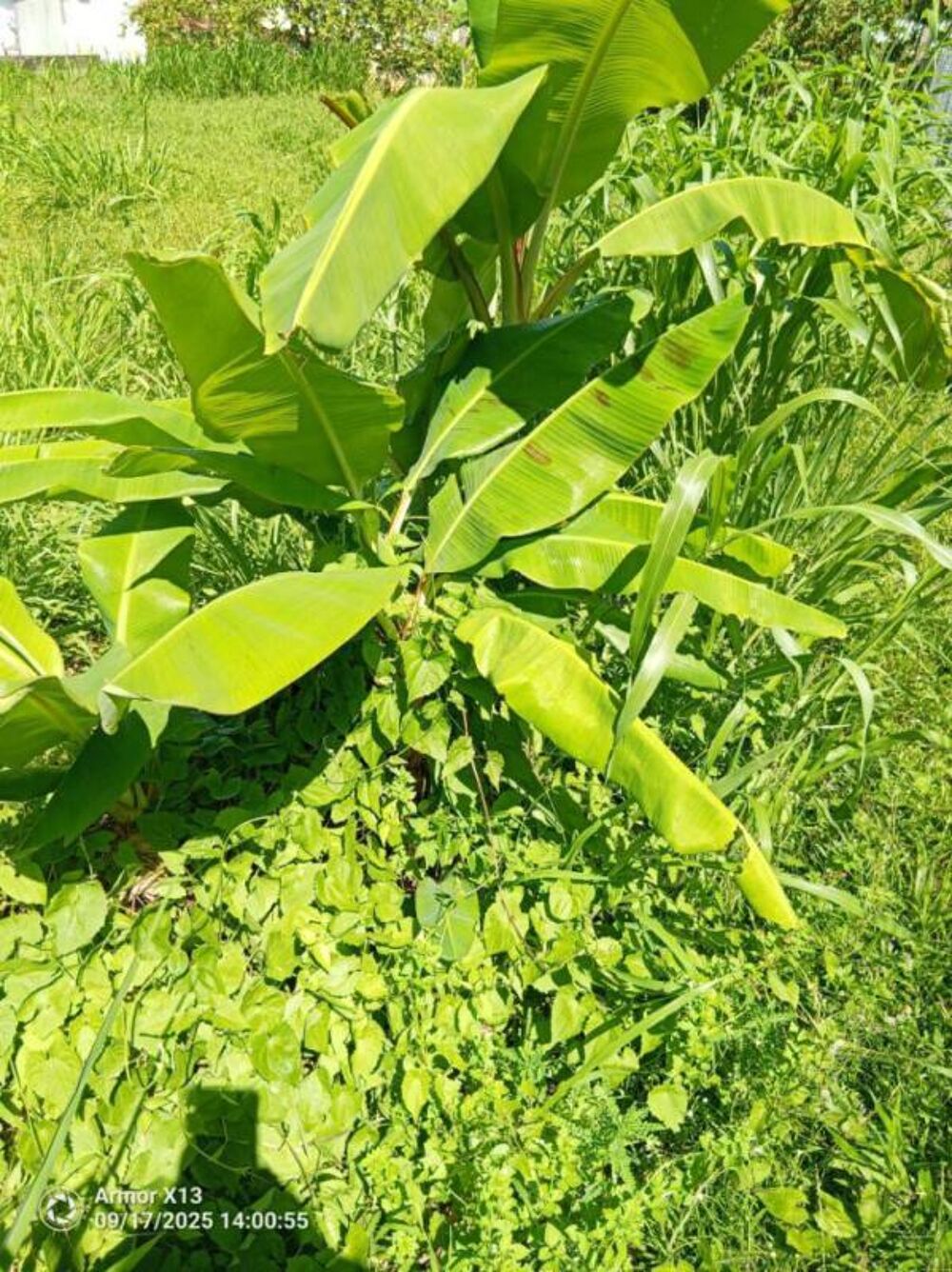 Vente Terrain terrain de 556 m2 a vendre a basse-pointe Basse pointe