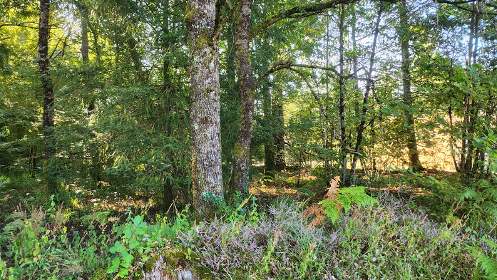 Vente Terrain TERRAIN 1245M² - ENVIRONNEMENT CAMPAGNE - CALME Oradour sur glane