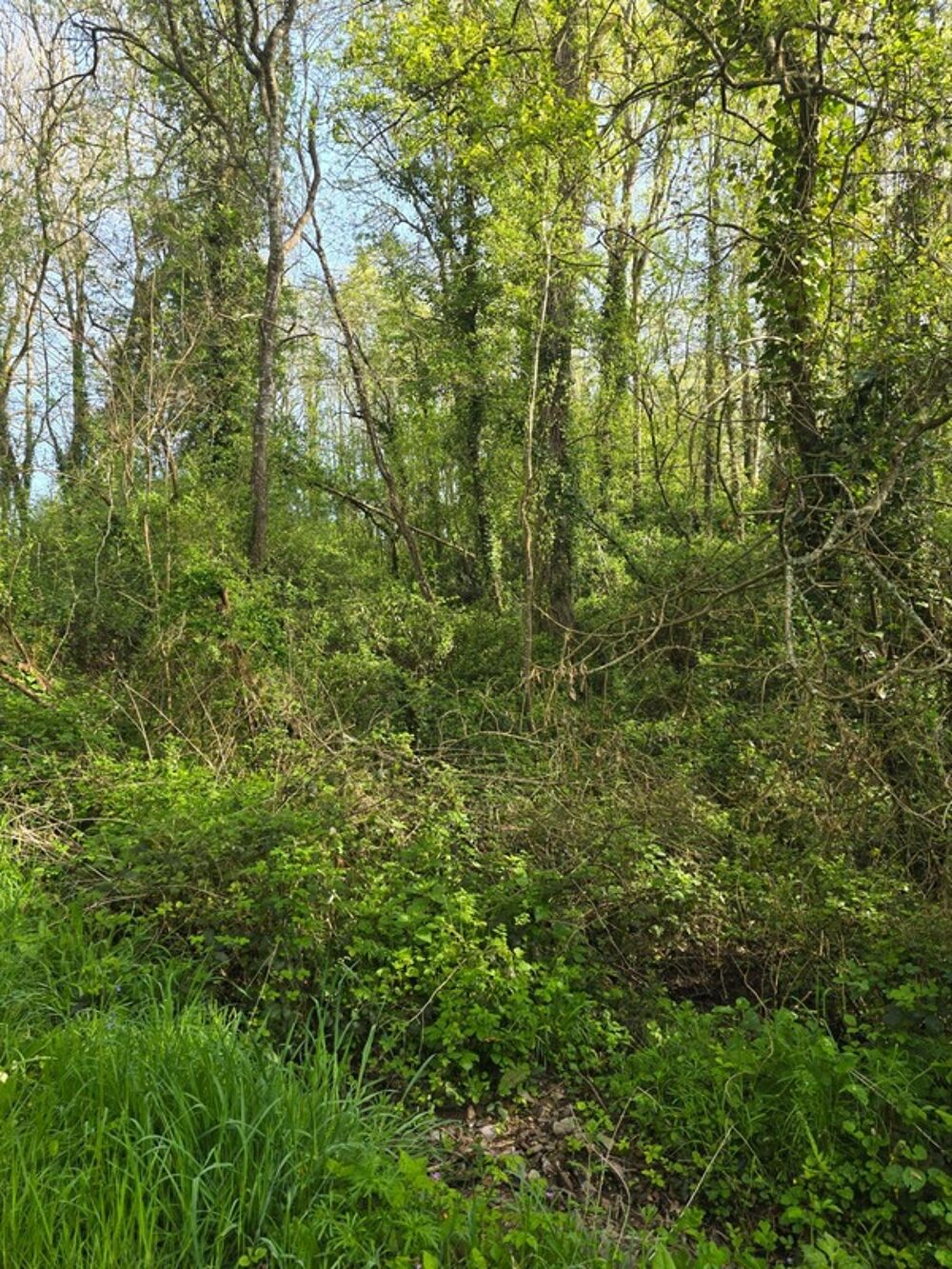 Vente Terrain Terrain à vendre non constructible  de 2 500,00 m² LE CHAMP SAINT PERE (85) le piquet Le champ saint pere