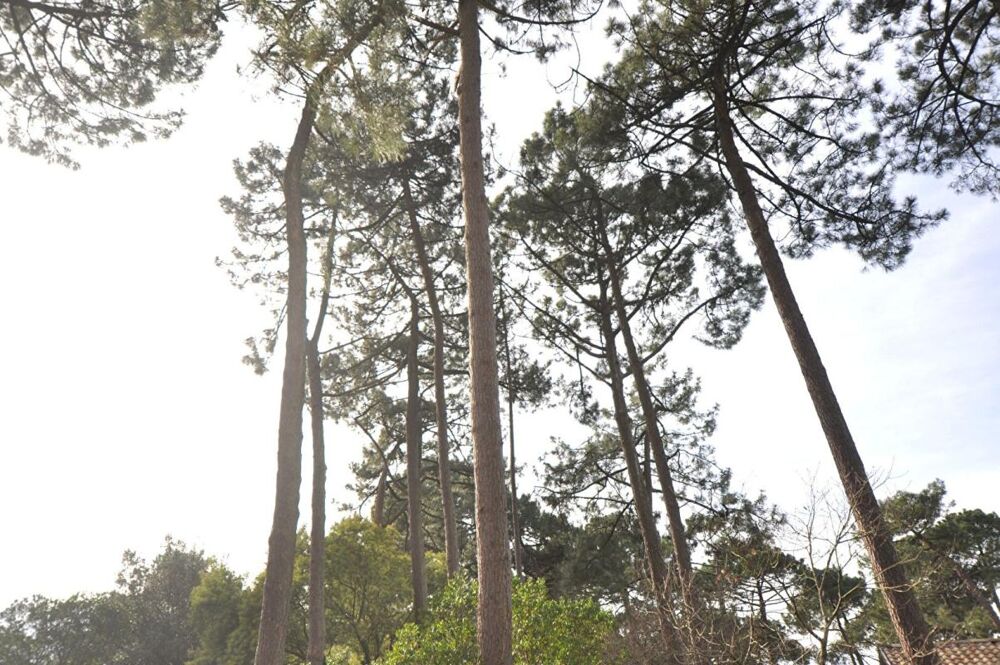 � vendre  Maison Pyla Sur Mer (33115)