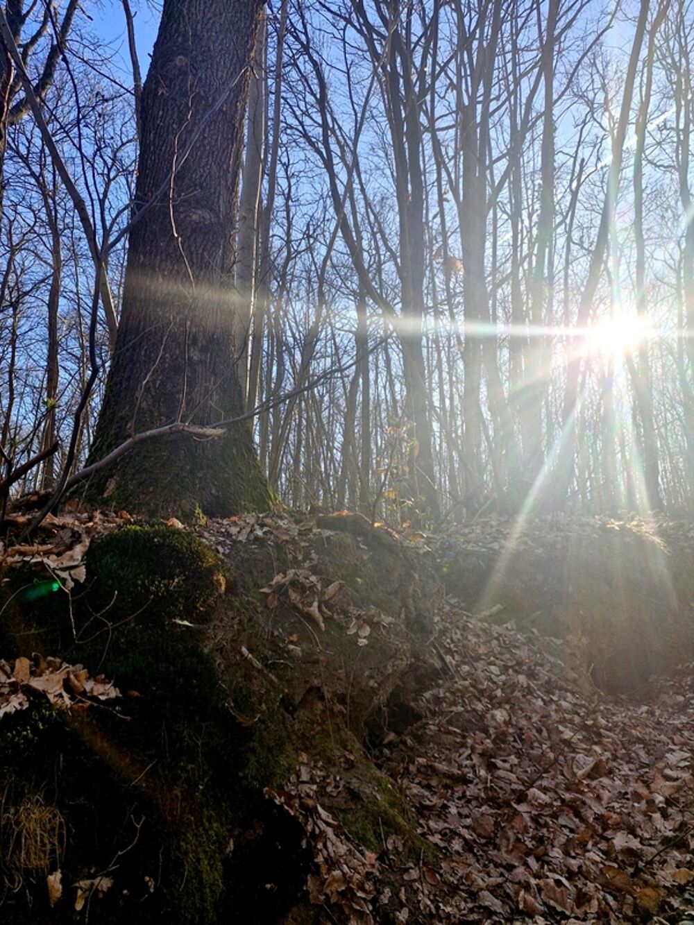 Vente Terrain Parcelle boisée de près de 2000m² à  RONQUEROLLES (95) Ronquerolles