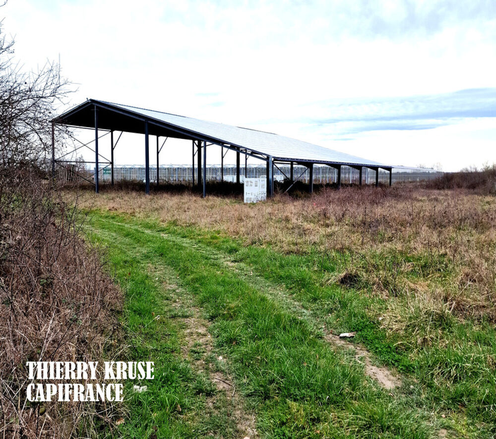 Vente Terrain Terrain agricole douze hectares, vergers, hangar bio-climatique fermé, hangar ouvert, serres, rucher, lac artificiel Fronton