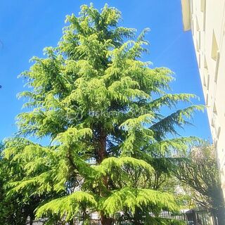  Appartement � vendre 2 pi�ces 41 m�