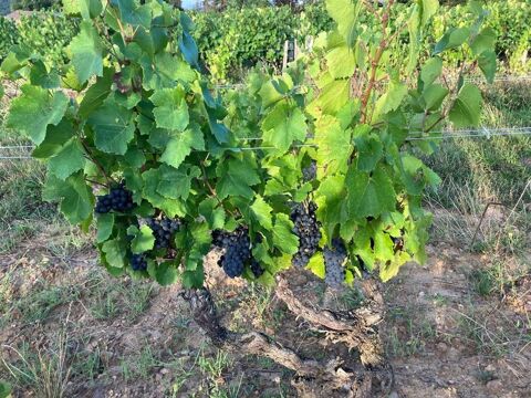 Parcelles de vigne AOC Julienas 34000 69840 Julienas