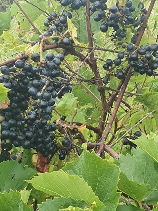  Terrain � vendre 1951 m�