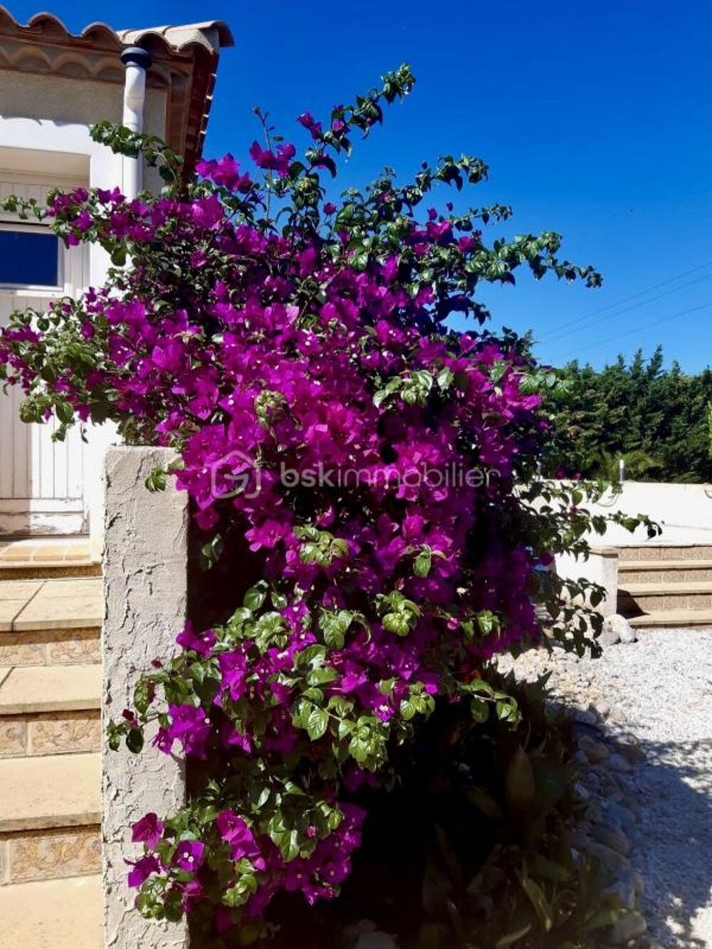   La palme