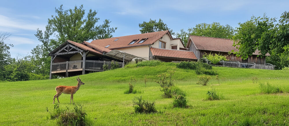 Vente Maison REGION ROUFFIGNAC Maison de famille en parfait état: 5 chambres, 5 Salles d'eau, Hammam, piscine, dépendance Rouffignac saint cernin de reilhac