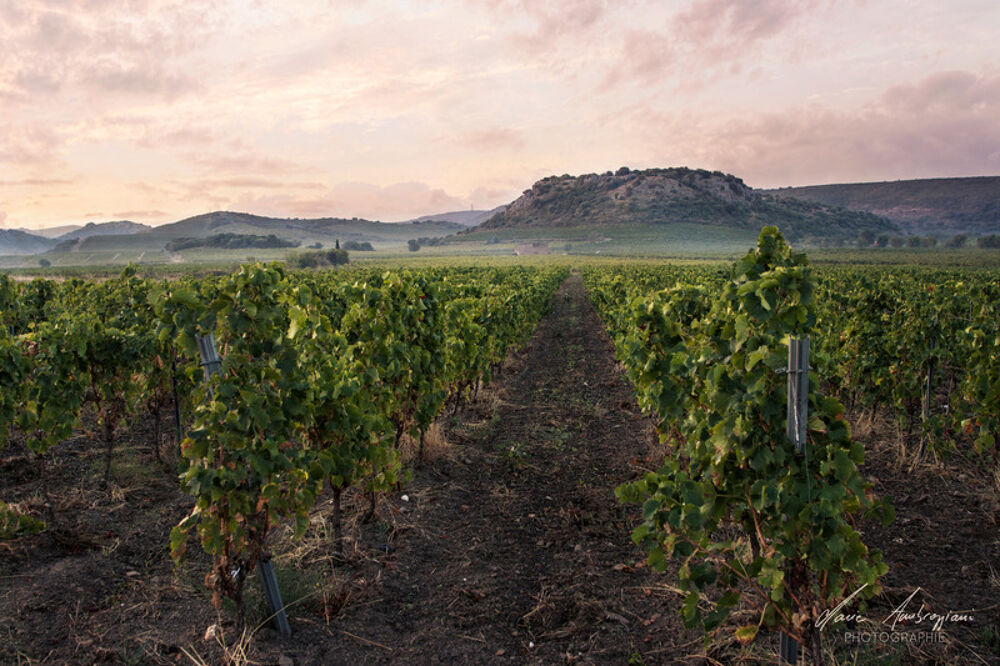   Propriete viticole bio AOP Faugères à vendre  ROQUESSELS (34) 9,8ha de vignes 28ha de landes caves 572m² 