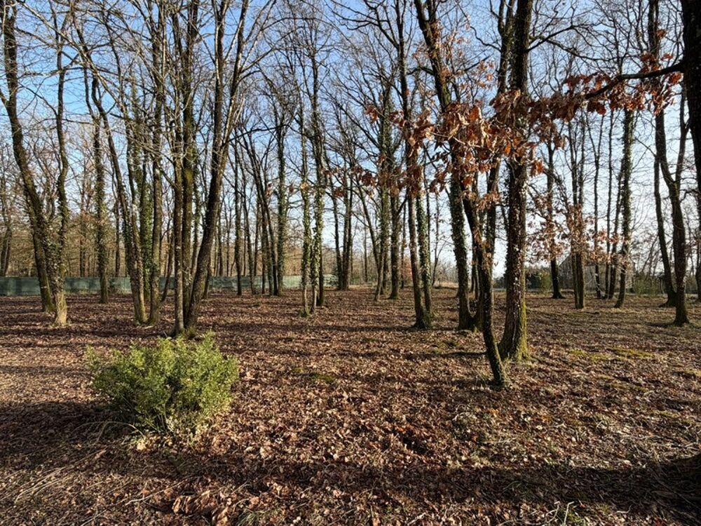 Vente Terrain VERRIE, Terrain de 2000m² à bâtir hors lotissement et libre de constructeur Verrie