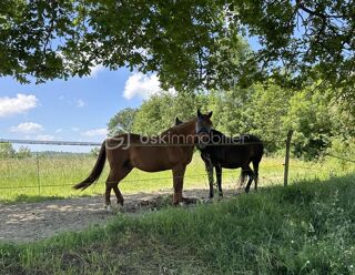  Propriété/château à vendre 11 pièces 380 m²
