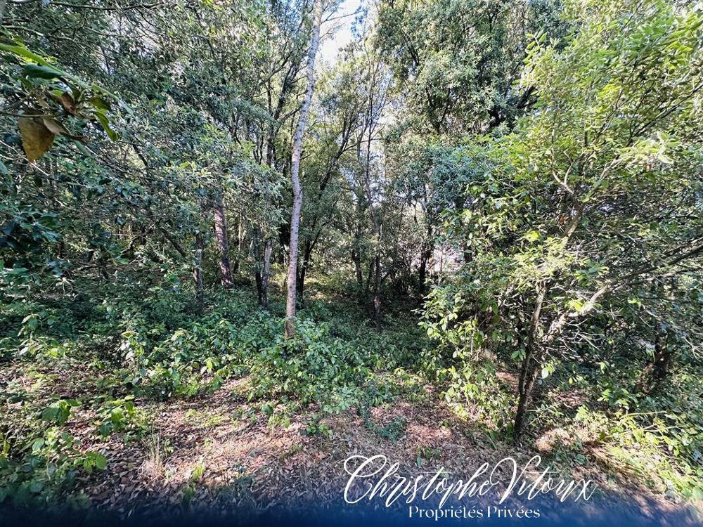 Vente Terrain Terrain viabilisé - 2500m2 - 11570 PALAJA Palaja