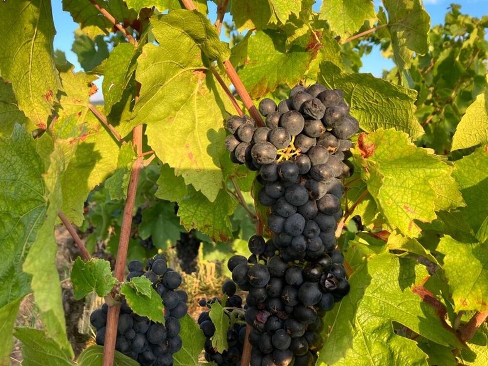   Parcelles de vigne AOC Julienas 