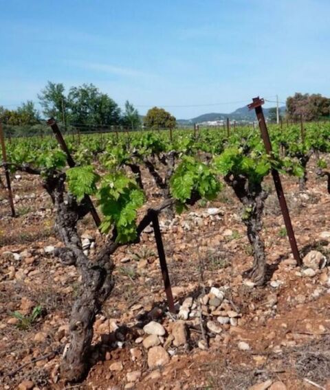 Exploitation agricole, Cave r&eacute;alis&eacute;e en pierres du Gard 400 m2 sur 9,5Ha de vignes 657000 34800 Ceyras