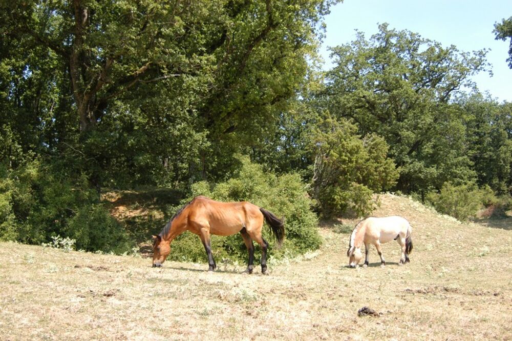 � vendre  Propri�t�/ch�teau Mondion (86230)