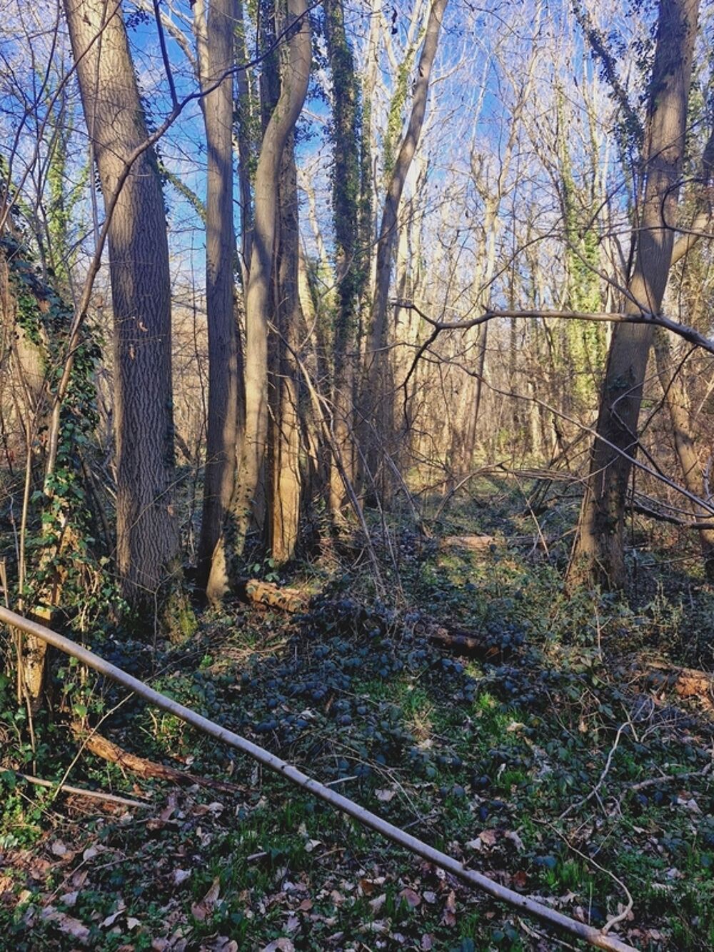 Vente Terrain Parcelle boisée de près de 2000m² à  RONQUEROLLES (95) Ronquerolles