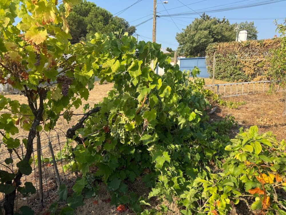 à vendre  Maison Noirmoutier-en-l'Île (85330)