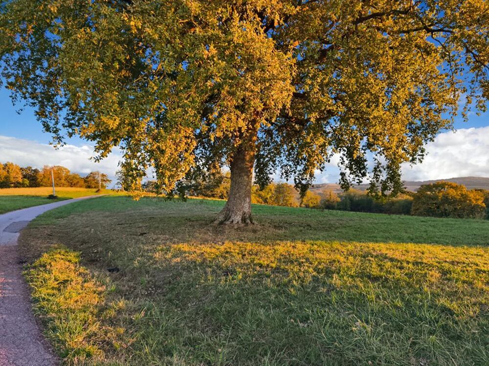 Vente Terrain terrain constructible  3 HA vue montagnes Bidache