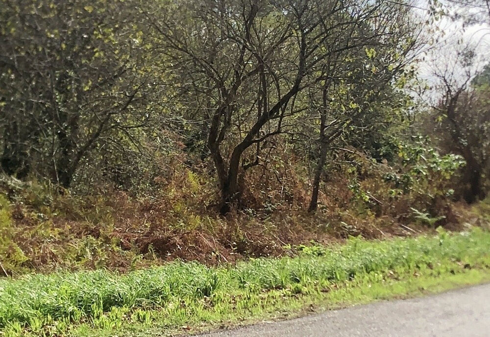 Vente Terrain Terrain 8438m2, semi forestier, de loisirs, proche de DAX Herm