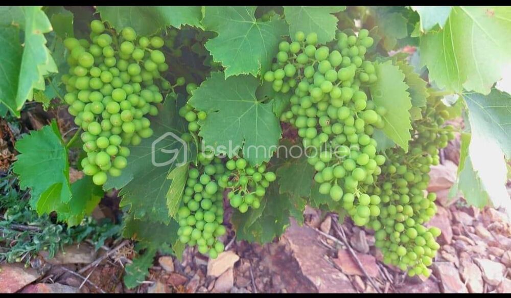 Vente Terrain A VENDRE VIGNES EN COMPLANTS 47000 M² A BANYULS SUR MER - VUE MER - GRENACHE NOIR Banyuls sur mer