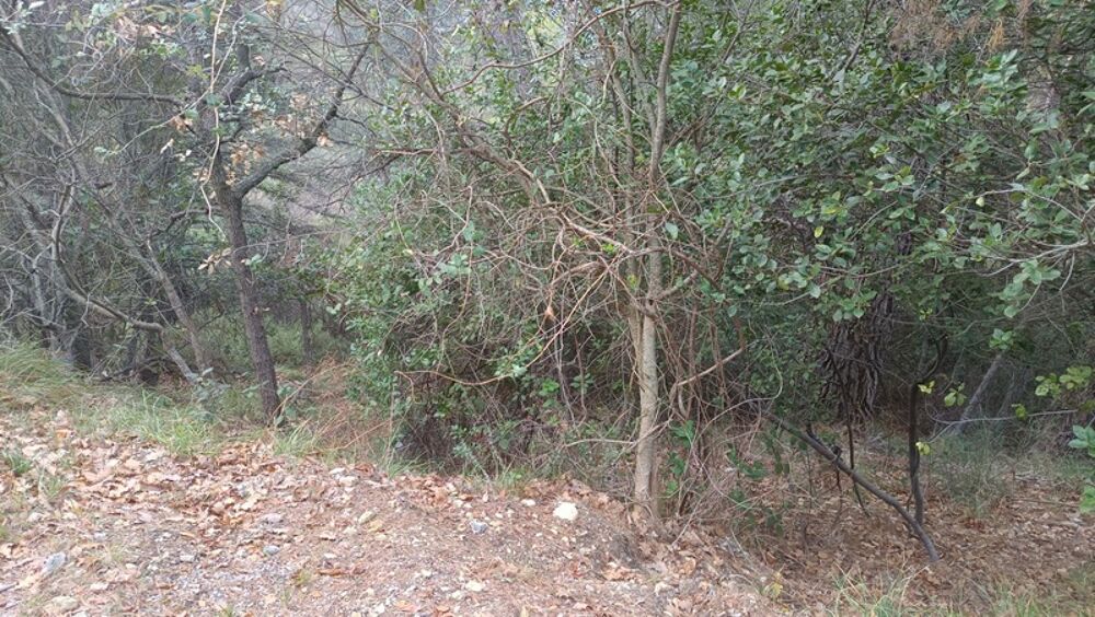 Vente Terrain Terrains de loisirs à vendre e de 7 769,00 m² PEILLE (06) Peille