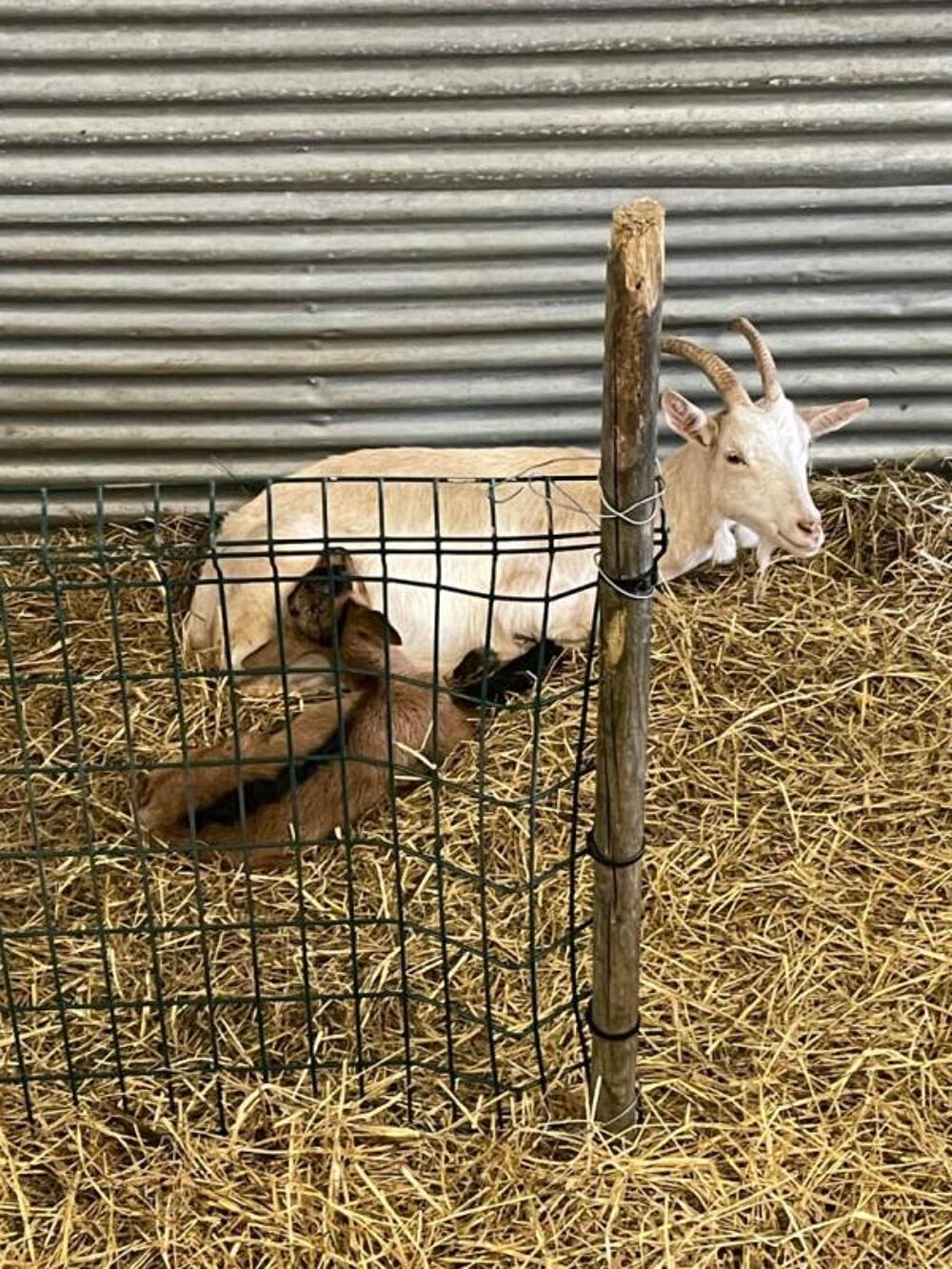   SUD GIRONDE - EXPLOITATION CAPRINE, ELEVAGE CHEVRE ET PRODUCTION DE PRODUITS Langon