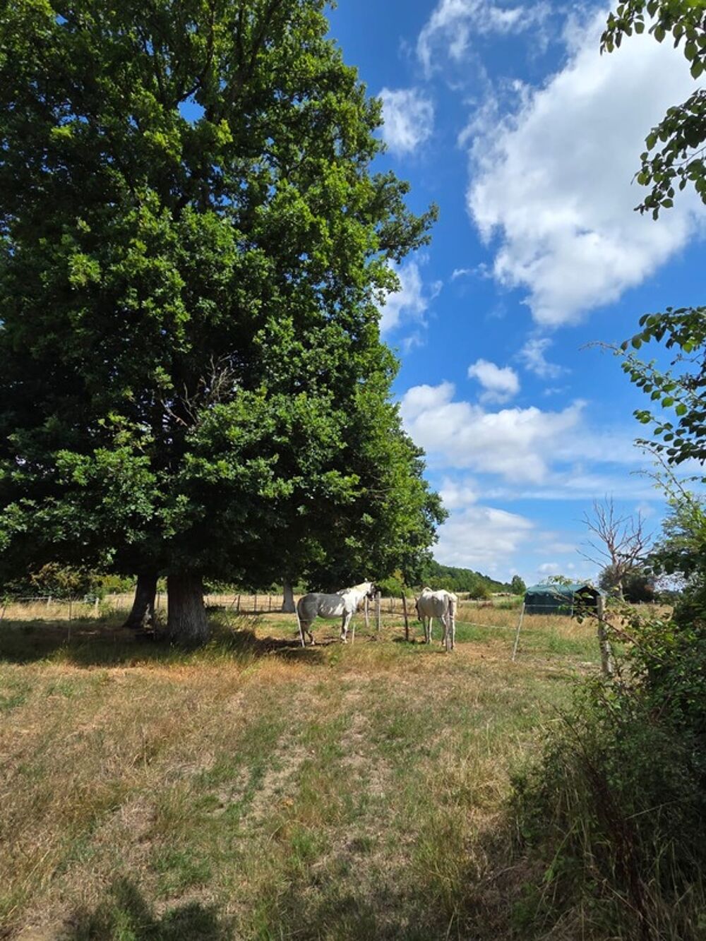 Vente Propri�t�/Ch�teau Propri�t� Corps de Ferme, B�tisse d'habitation de caract�re , nombreuses dependances dont Box, proche ALENCON, LE PERCHE, 2h00 P Hauterive