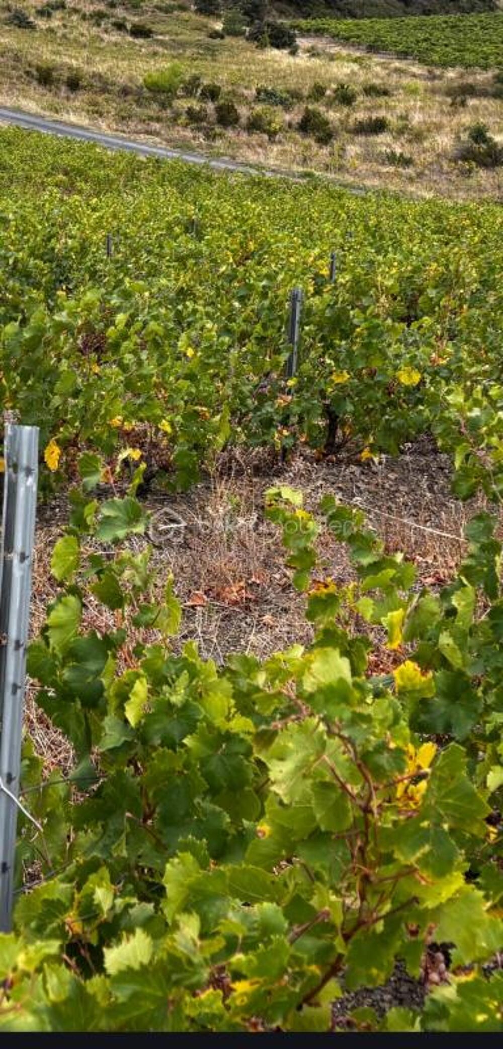 Vente Terrain VIGNES DE RAISINS D'ALEXANDRIE MAURY 66 Maury