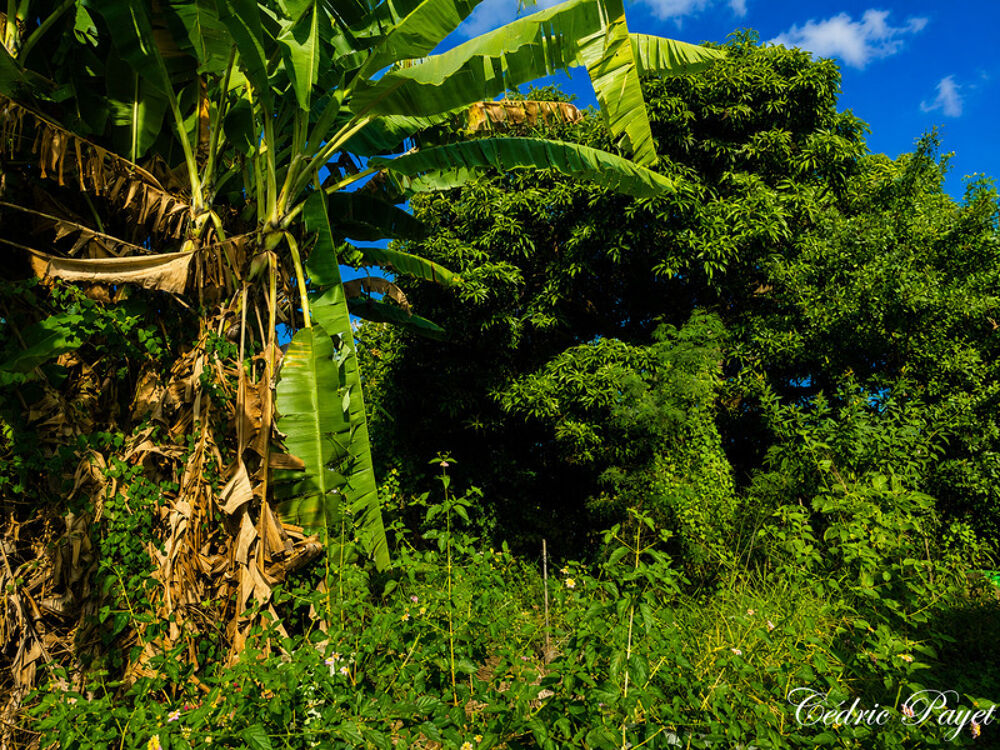 Vente Terrain Terrain à construire avec vue de 410 M2 à vendre  LA RIVIERE (974) La riviere
