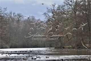  Propri�t�/ch�teau � vendre 15 + pi�ces 800 m�