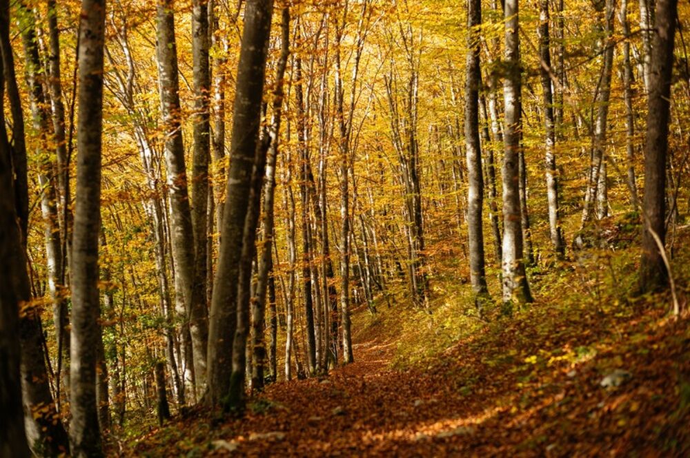 Vente Terrain PROCHE PEYREHORADE ( Commune de Saint Cricq du Gave ) - TERRAINS BOISES - 3,9 ha Peyrehorade
