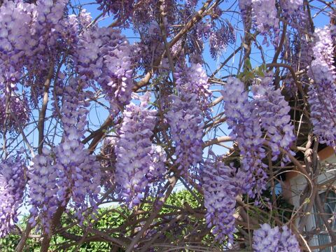  Appartement � louer 1 pi�ce 41 m�