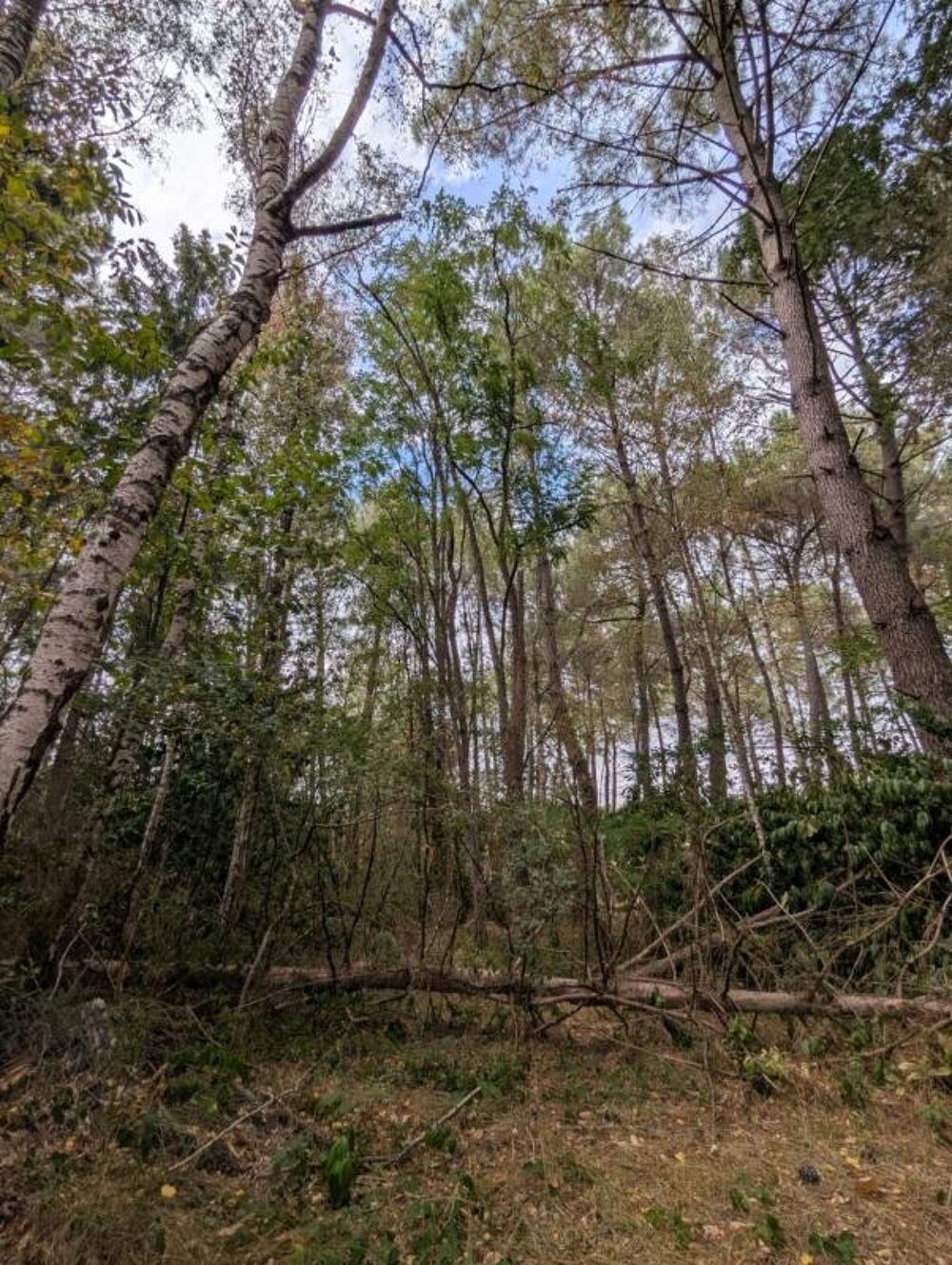 Vente Terrain Terrain à vendre de 2 187,00 m² MEZERAY (72) Mezeray