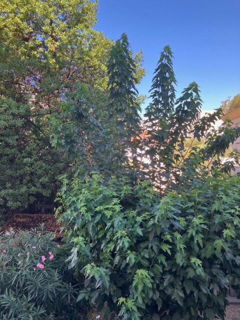  Appartement � louer 2 pi�ces 35 m�