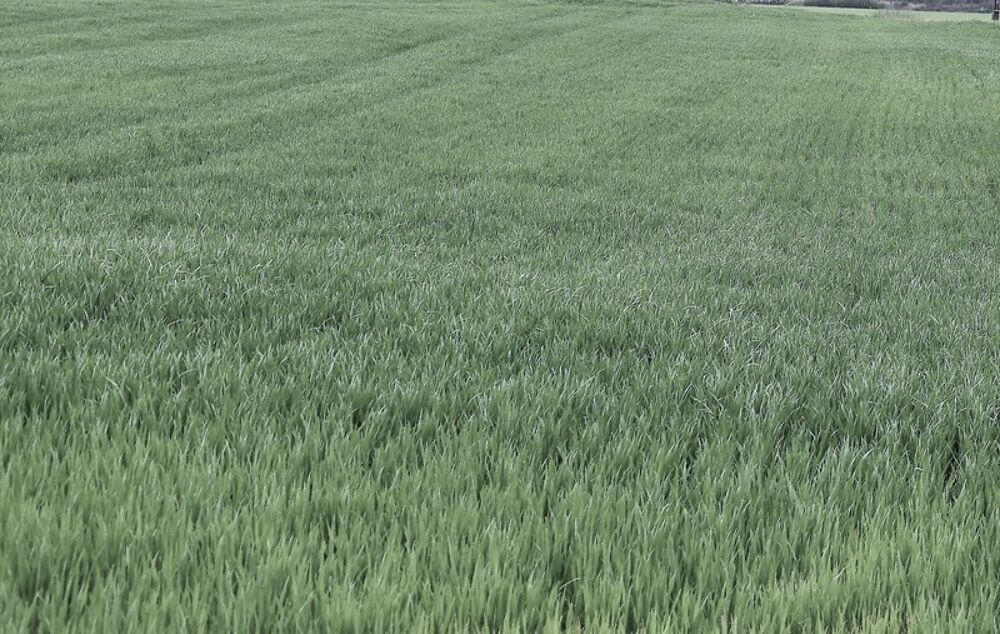 Vente Terrain A vendre terrain agricole de 25 445,00 m� - DANGE SAINT ROMAIN (86) Dange saint romain