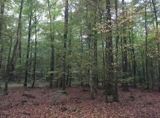  Terrain à vendre 81294 m²