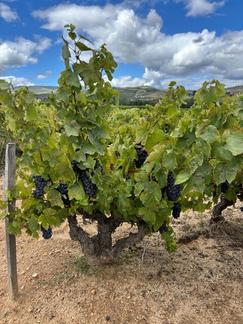 Terrain &agrave; vendre de 4 500,00 m&sup2;  Saint-Amour Bellevue (71) 23000 71570 Saint amour bellevue