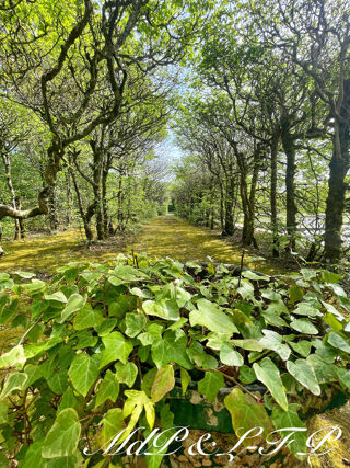  Proprit/chteau  vendre 10 pices 485 m