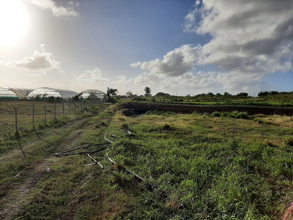 Vente Maison Dpt Guadeloupe (971), à vendre SAINT FRANCOIS maison P5 de 134,03 m² - Terrain de 8 528,00 m² - Plain pied Saint francois