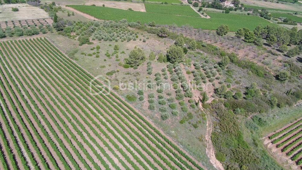 Vente Terrain Oliveraie de plus d'1,5 hectare à Villeveyrac Villeveyrac