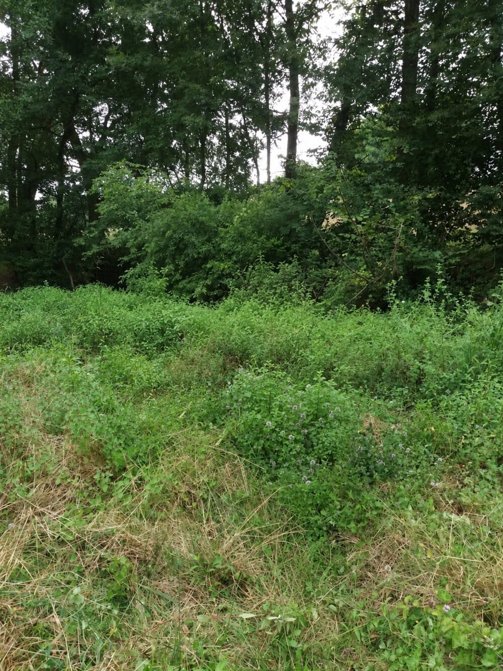 Vente Terrain ORTHEZ – Terrains naturels et agricoles de 15 070 m² NON CONSTRUCTIBLES Orthez