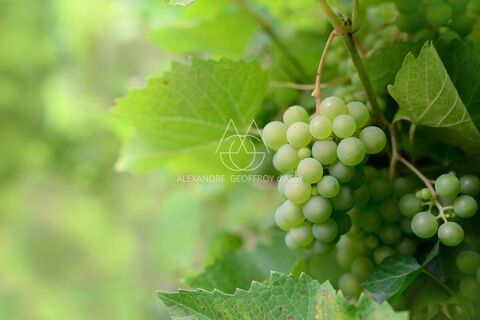 Rare opportunit&eacute;… Vignoble en appellation Vouvray de 20 ha 2050000 37210 Vouvray