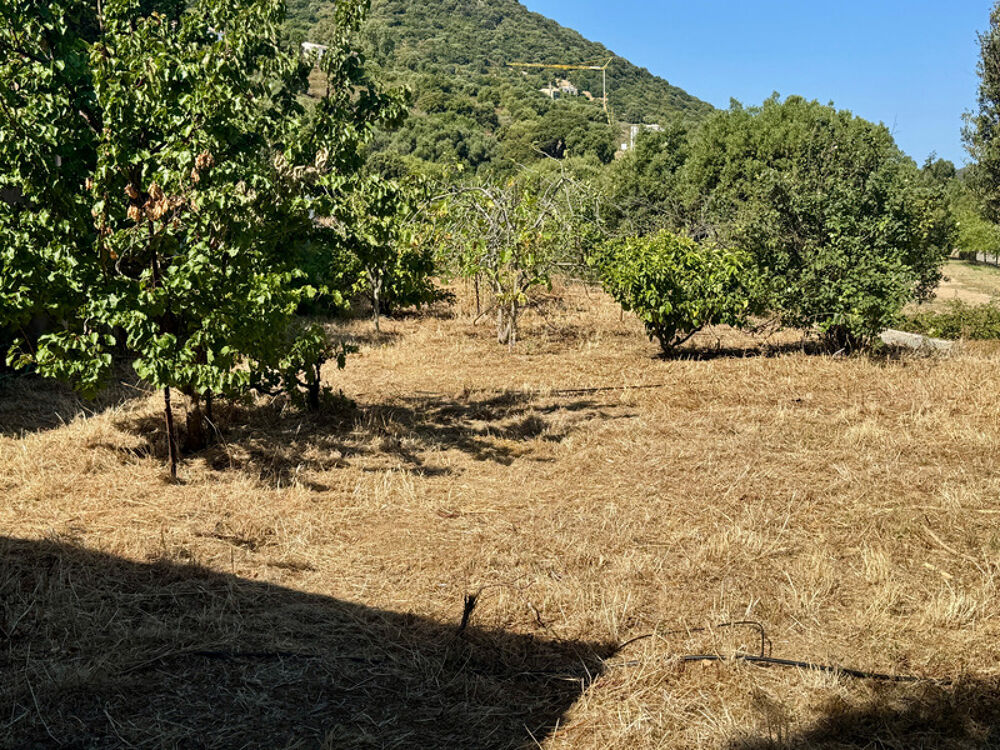 à vendre  Maison Corbara (20256)