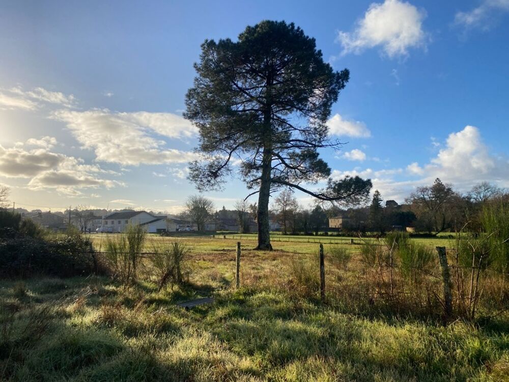 Vente Terrain TERRAIN 7500M2 St Morillon Saint morillon