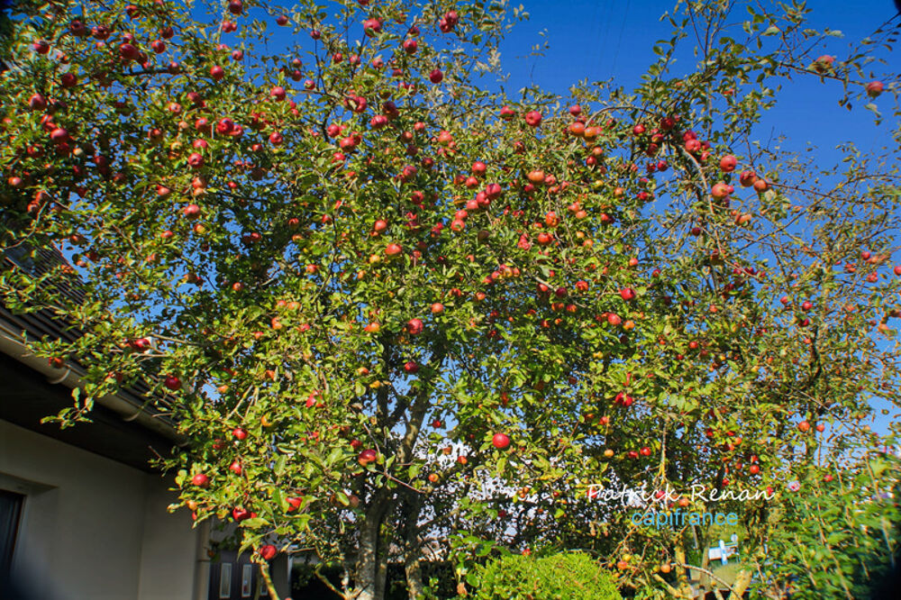 Vente Maison Maison � vendre 7 pi�ces, P7, TRAPPES (78) Trappes