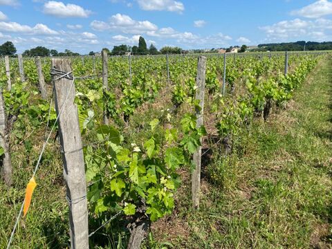 Parcelle viticole à Saint Laurent Des Combes 4.080 m² 105000 33330 Saint emilion