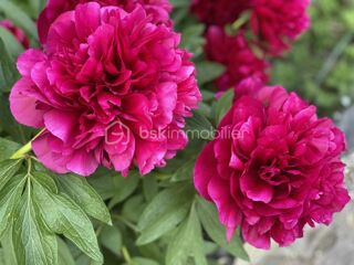  Terrain � vendre 524 m�