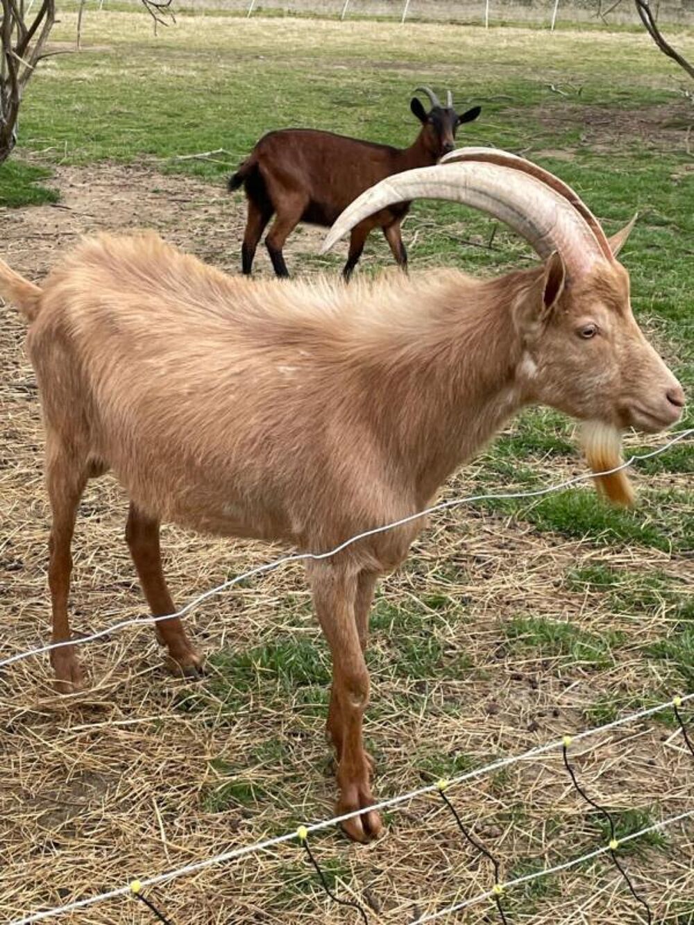   SUD GIRONDE - EXPLOITATION CAPRINE, ELEVAGE CHEVRE ET PRODUCTION DE PRODUITS 