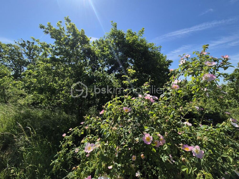 Vente Terrain Landes et bois à saisir Auvillar Auvillar