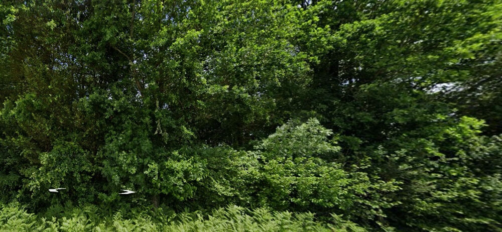 Vente Terrain EXCLUSIVITE Parcelle de bois  de 6381 m2 avec différentes essences d'arbres Corme royal