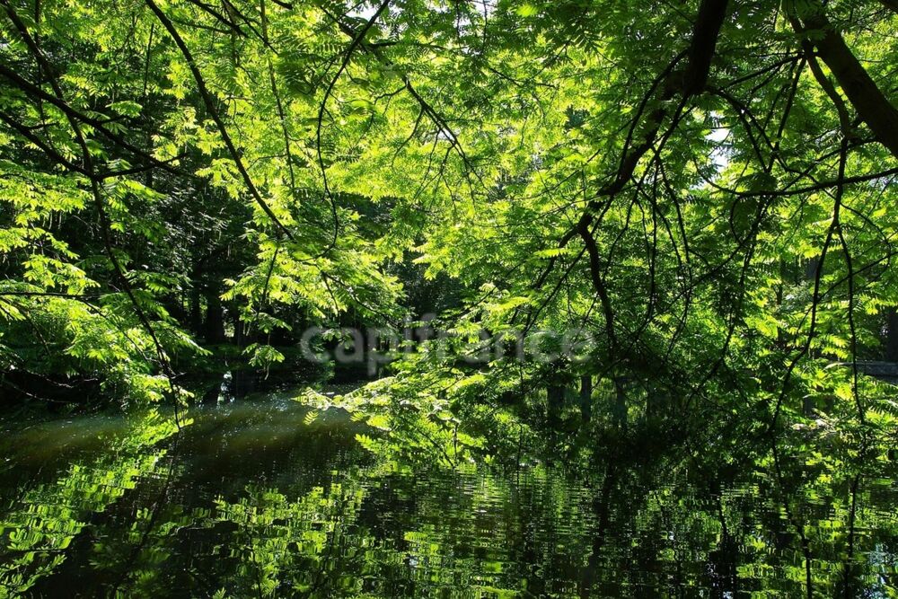 Vente Propriété/Château Propriété FORESTIERE GIRY (58) Giry
